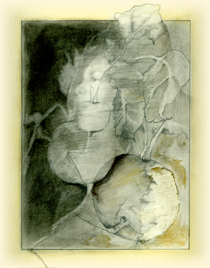 Drawing - "Lady Radish"